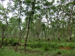 53374CIMG6671.JPG
