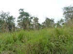 54985Berau (286).JPG