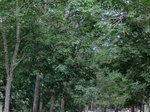 50525CIMG1154.JPG