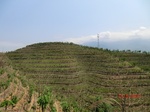 53244CIMG6482.JPG