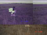 10822gt-026-wetland-valley-fringe-grassland-02.jpg