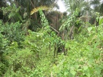48740CIMG5077.JPG