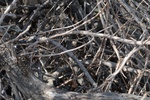 10147Field Survey 1 031.JPG
