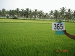 76020365a-irrigated-canal-rice-doublecrop-greengram-blackgram-tripplecrop.jpg