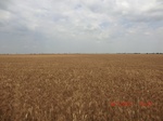 29418CIMG0657.JPG