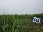 69110148a-irrigated-canal-sugarcane.jpg