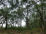 52819CIMG4749_调整大小.JPG