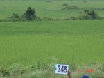 75420345c-irrigated-canal-rice.jpg