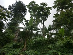 45269CIMG2354.JPG