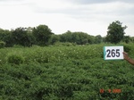 129510265c-irrigated-supplemental-groundwater-cotton-dominant-maize.gif