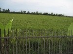 14275IMG_4615.JPG
