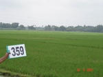 75850359c-irrigated-canal-rice-doublecrop-greengram-blackgram-tripplecrop.jpg