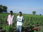 127500209b-rainfed-agriculture-cotton-dominant-soyabean.gif