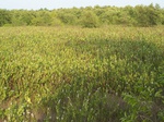 498019042008(79).JPG