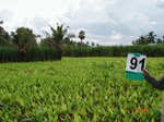 6404091c-irrigated-canal-sugarcane-dominant-turmeric.jpg