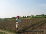 9373gt064a-irrigated-sugarcane-dominant.gif