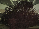16505IMG_5291.JPG