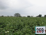 129640269b-irrigated-supplemental-groundwater-openwell-mixed-crop-chilli-dominant-cotton-maize.gif