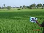 131350316a-rainfed-agriculture-rice.gif