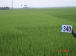 132250340a-irrigated-canal-rice.gif