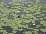 15552IMG_4622.JPG