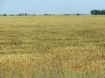 29675CIMG0965.JPG