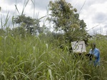 12012GT267_savannah_woodland.jpg