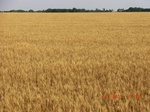 29477CIMG0779.JPG