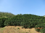 53304CIMG6577.JPG