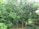 34841CIMG1512.JPG