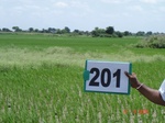 127300201b-irrigated-canal-rice.gif