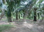 50646CIMG1275.JPG