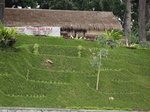 16461IMG_5246.JPG