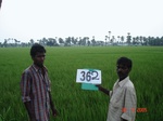 132920362a-irrigated-canal-rice-doublecrop-tripplecrop-greengram-blackgram.gif