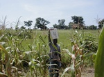12060GT004_mais_grass_b.JPG