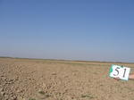 10265051-Irrigated (Surface water) winter wheat-a.jpg