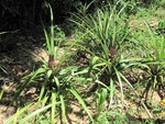 32150IMG_0623.JPG