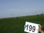127210199b-irrigated-supplemental-groundwater-rice.gif