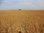 29709CIMG1026.JPG