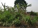 50467CIMG1096.JPG