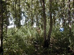 12046GT303_teak.JPG