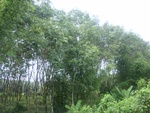 33690RIMG0308.JPG
