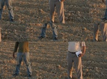 11594066-Fallow farm-winter wheat-a.jpg
