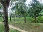 53070CIMG4358_调整大小.JPG