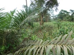 19890P1010740.JPG