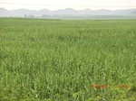 34768CIMG2599.JPG