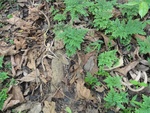 50246DSC02047.JPG