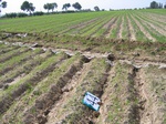 10250044-Irrigated (Surface water) winter wheat-b.jpg