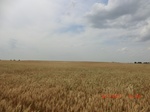 29440CIMG0717.JPG