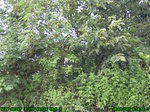 1184R0015041_tag.jpg